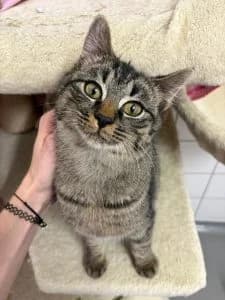 Helge, Heike, Harmony, Holly & Henrike
(Helmut, Heinrich, Hildegard & Herta bereits vermittelt), male European Shorthair for adoption at Tierheim Regensburg, Regensburg