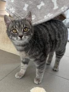 Helge, Heike, Harmony, Holly & Henrike
(Helmut, Heinrich, Hildegard & Herta bereits vermittelt), grey tabby male European Shorthair for adoption at Tierheim Regensburg, Regensburg — photo 2 of 6