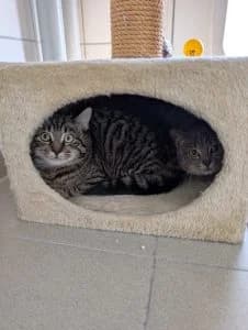 Helge, Heike, Harmony, Holly & Henrike
(Helmut, Heinrich, Hildegard & Herta bereits vermittelt), grey tabby male European Shorthair for adoption at Tierheim Regensburg, Regensburg — photo 3 of 6