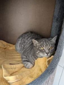 Helge, Heike, Harmony, Holly & Henrike
(Helmut, Heinrich, Hildegard & Herta bereits vermittelt), grey tabby male European Shorthair for adoption at Tierheim Regensburg, Regensburg — photo 4 of 6