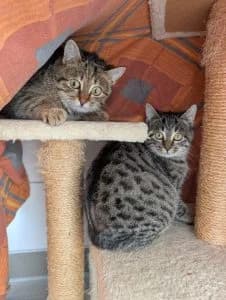 Helge, Heike, Harmony, Holly & Henrike
(Helmut, Heinrich, Hildegard & Herta bereits vermittelt), grey tabby male European Shorthair for adoption at Tierheim Regensburg, Regensburg — photo 5 of 6