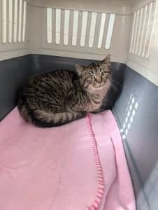 Helge, Heike, Harmony, Holly & Henrike
(Helmut, Heinrich, Hildegard & Herta bereits vermittelt), grey tabby male European Shorthair for adoption at Tierheim Regensburg, Regensburg — photo 6 of 6