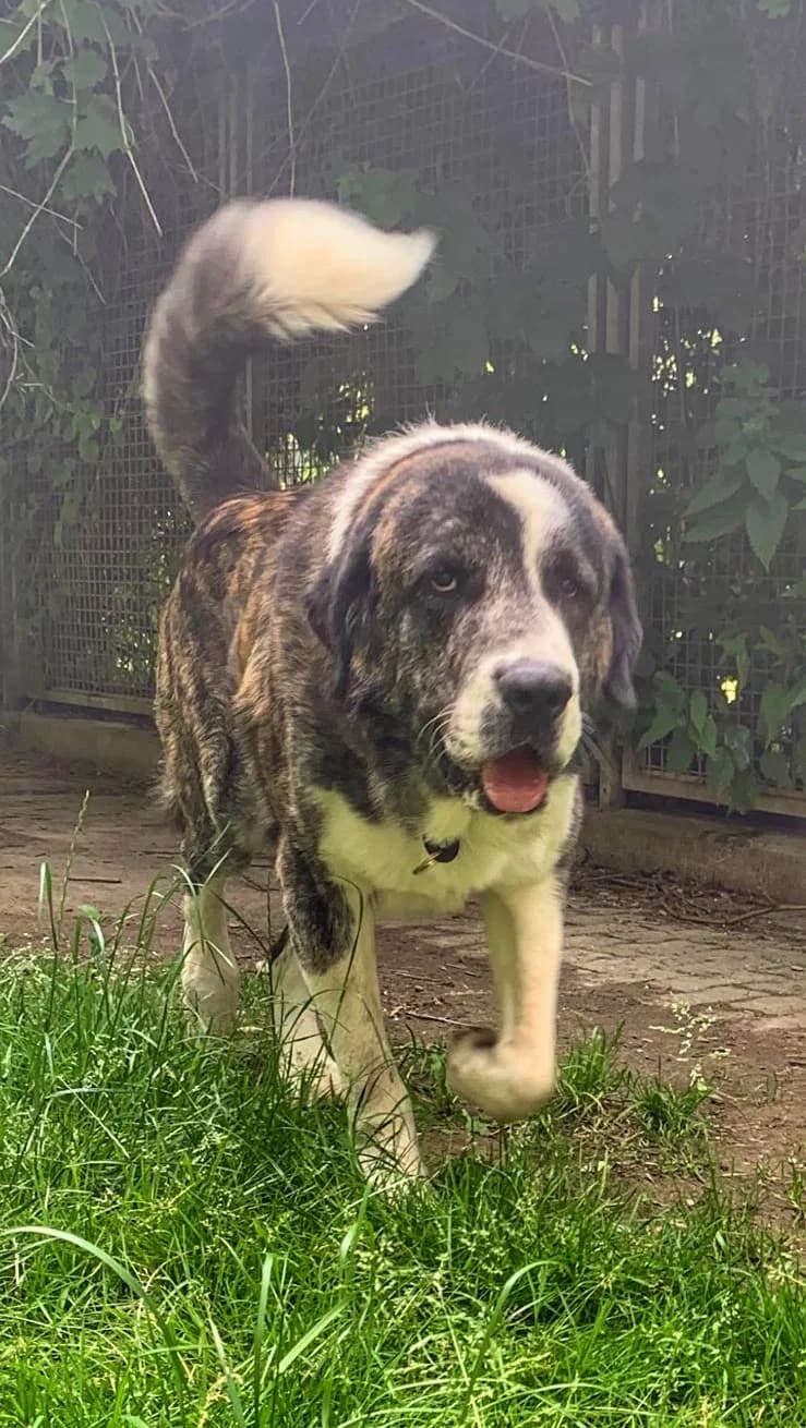 Ace, male 5yo Mixed Breed for adoption at Tierheim Ingolstadt, Ingolstadt