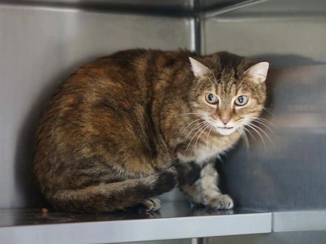 Katzen, dreifarbig female senior Mixed Breed for adoption at Hamburger Tierschutzverein, Hamburg
