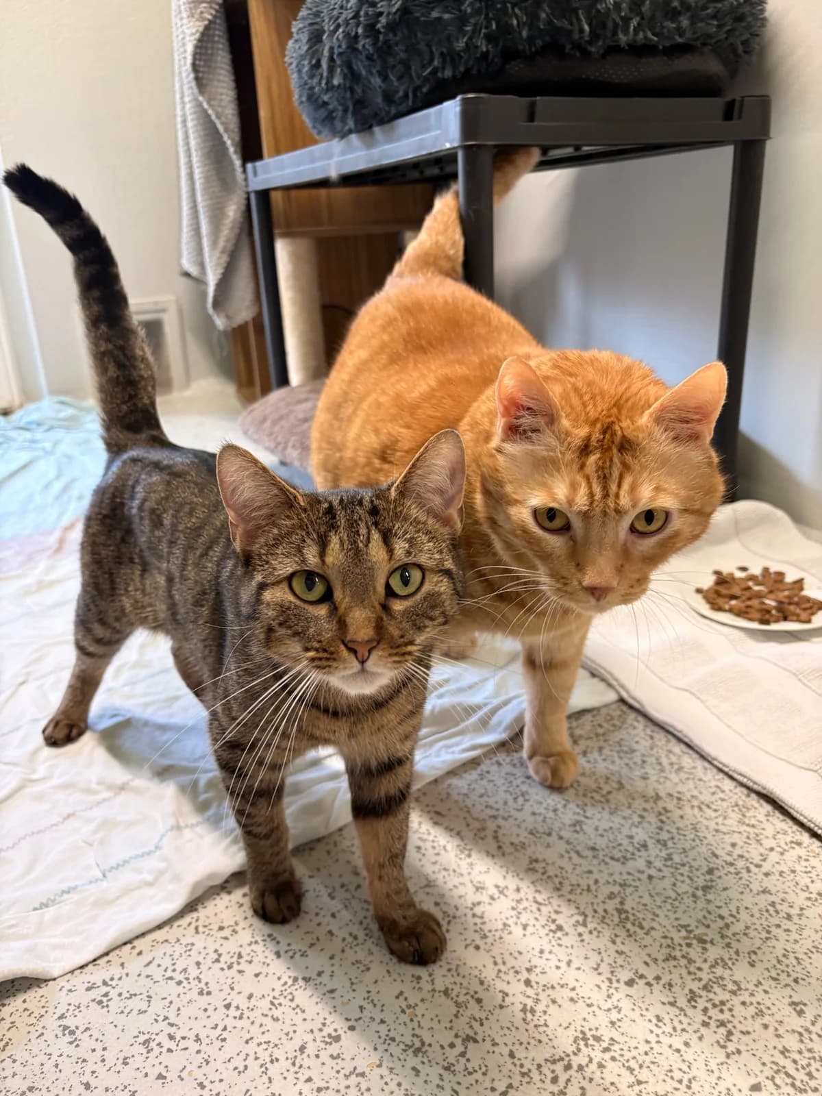 Agnes und Albert, male Mixed Breed for adoption at Tierheim Augsburg, Augsburg