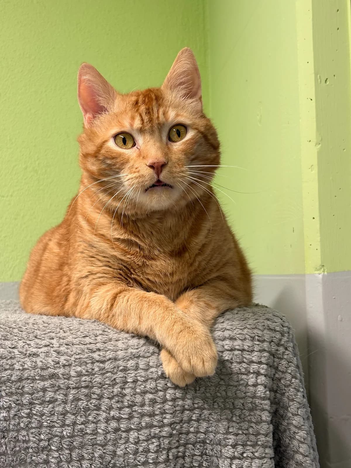 Agnes und Albert, brown tabby male Mixed Breed for adoption at Tierheim Augsburg, Augsburg — photo 2 of 3