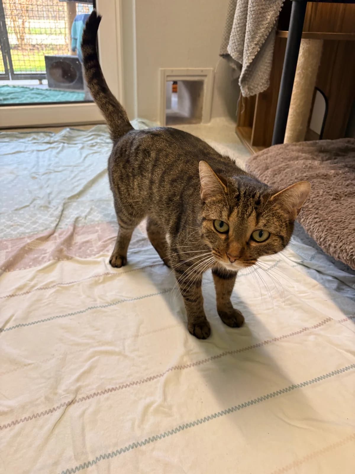 Agnes und Albert, brown tabby male Mixed Breed for adoption at Tierheim Augsburg, Augsburg — photo 3 of 3
