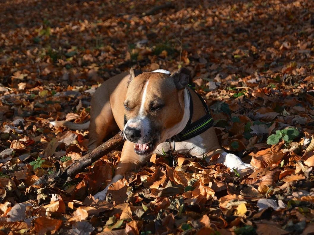 Aiko, hellbraun mit weißen Abzeichen male senior Staffordshire Bull Terrier for adoption at Tierheim Hamburg, Hamburg
