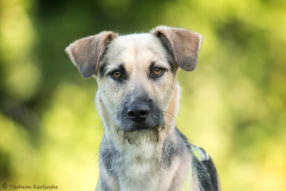 Aily, cream female Romanian Street Dog for adoption at Tierheim Karlsruhe, Karlsruhe