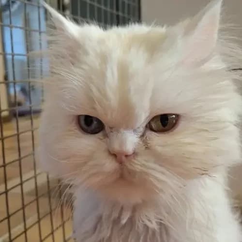 Alaska und Yeti, male senior Persian for adoption at Tierheim Köln, Cologne
