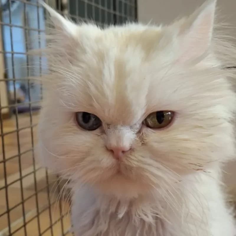 Alaska und Yeti photo 2