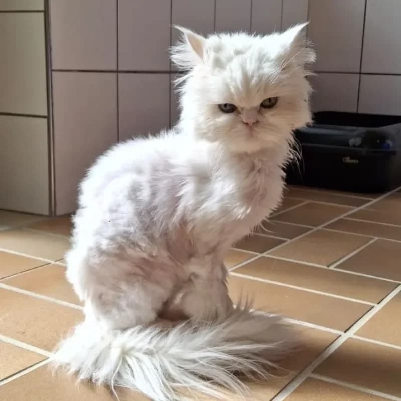 Alaska und Yeti photo 3