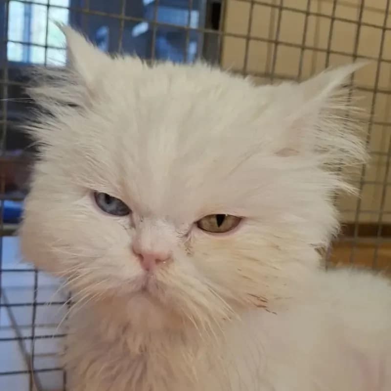 Alaska und Yeti photo 4