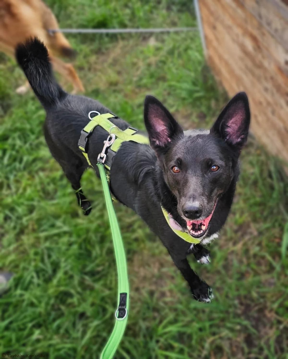 Alleya, black female Mixed Breed for adoption at Tierheim Karlsruhe, Karlsruhe