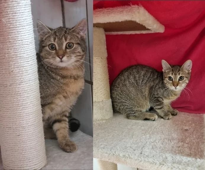 Alva & Alea,  Domestic Shorthair for adoption at Tierheim Halle, Halle