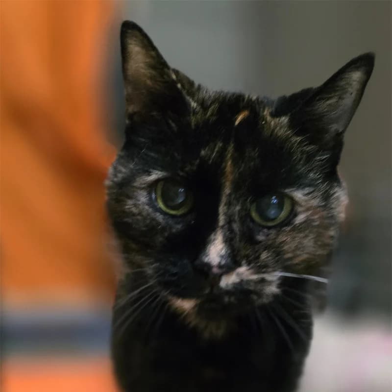 Amadea, female mixed breed for adoption at Tierheim Hannover, Hannover