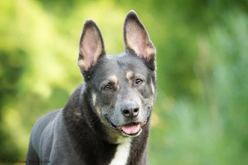 Amy, grey female Mixed Breed for adoption at Tierheim Karlsruhe, Karlsruhe