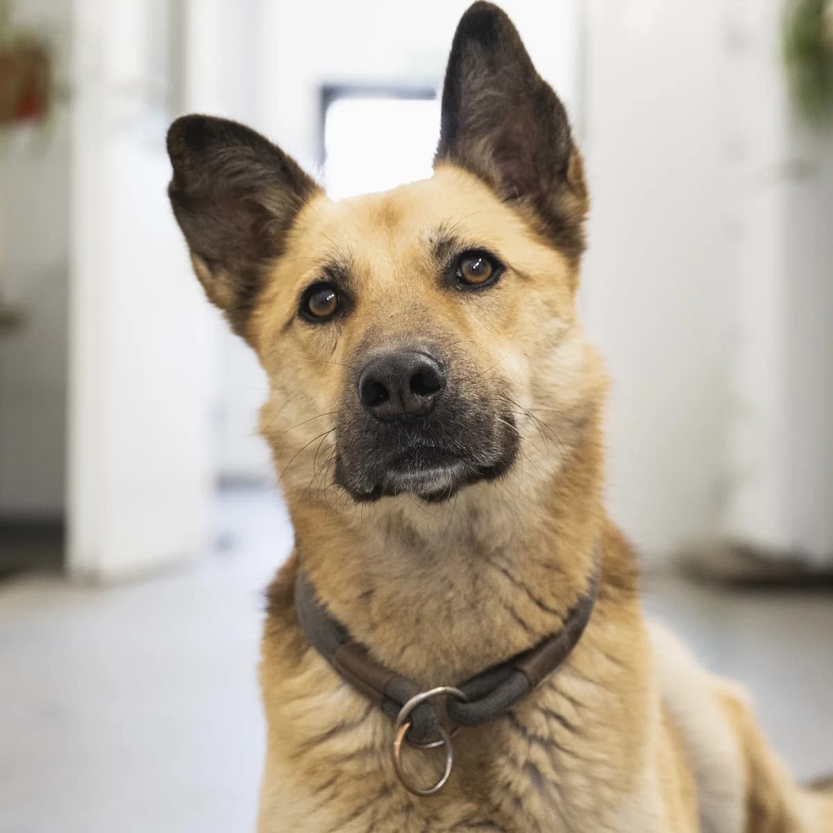 Andrey, male German Shepherd for adoption at Tierheim Hannover, Hannover