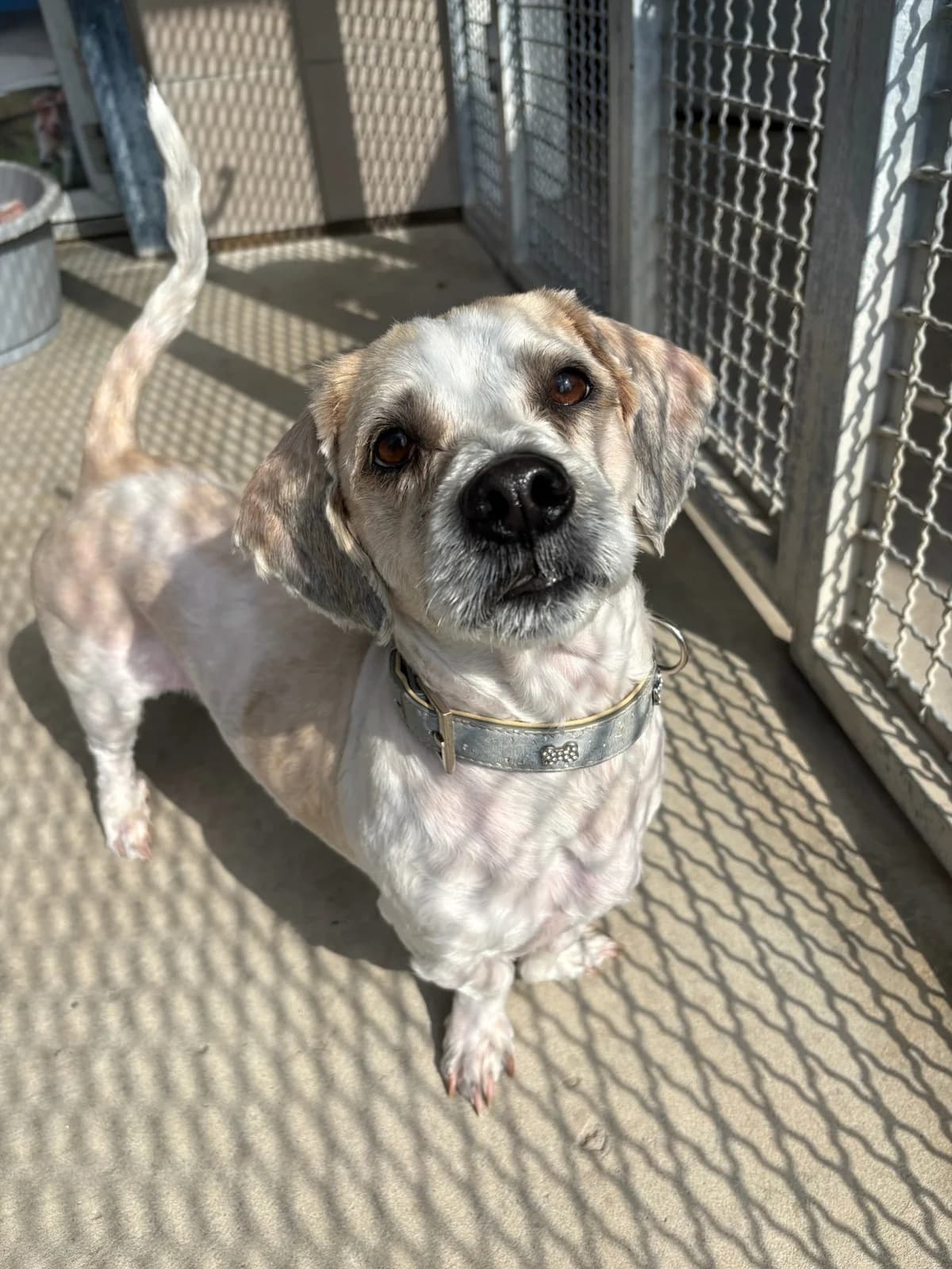 Archy, male 3yo Mixed Breed for adoption at Tierheim Augsburg, Augsburg