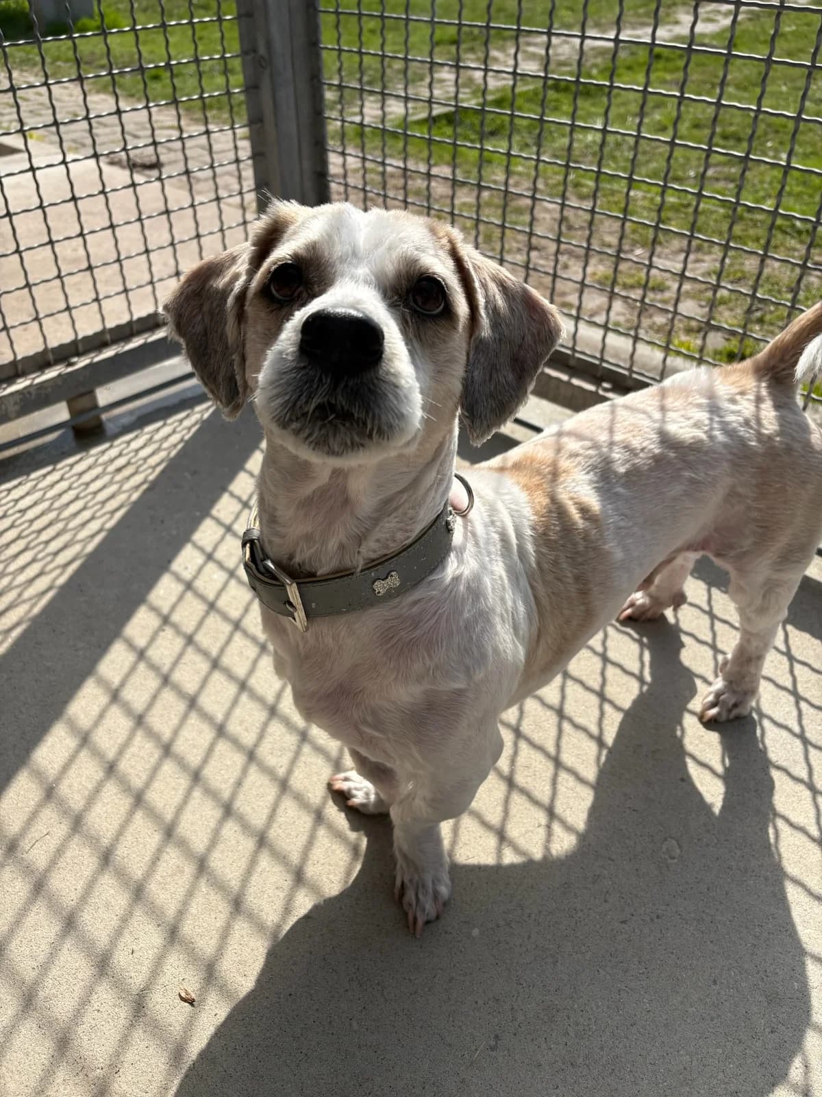 Archy, white male Mixed Breed for adoption at Tierheim Augsburg, Augsburg — photo 2 of 3