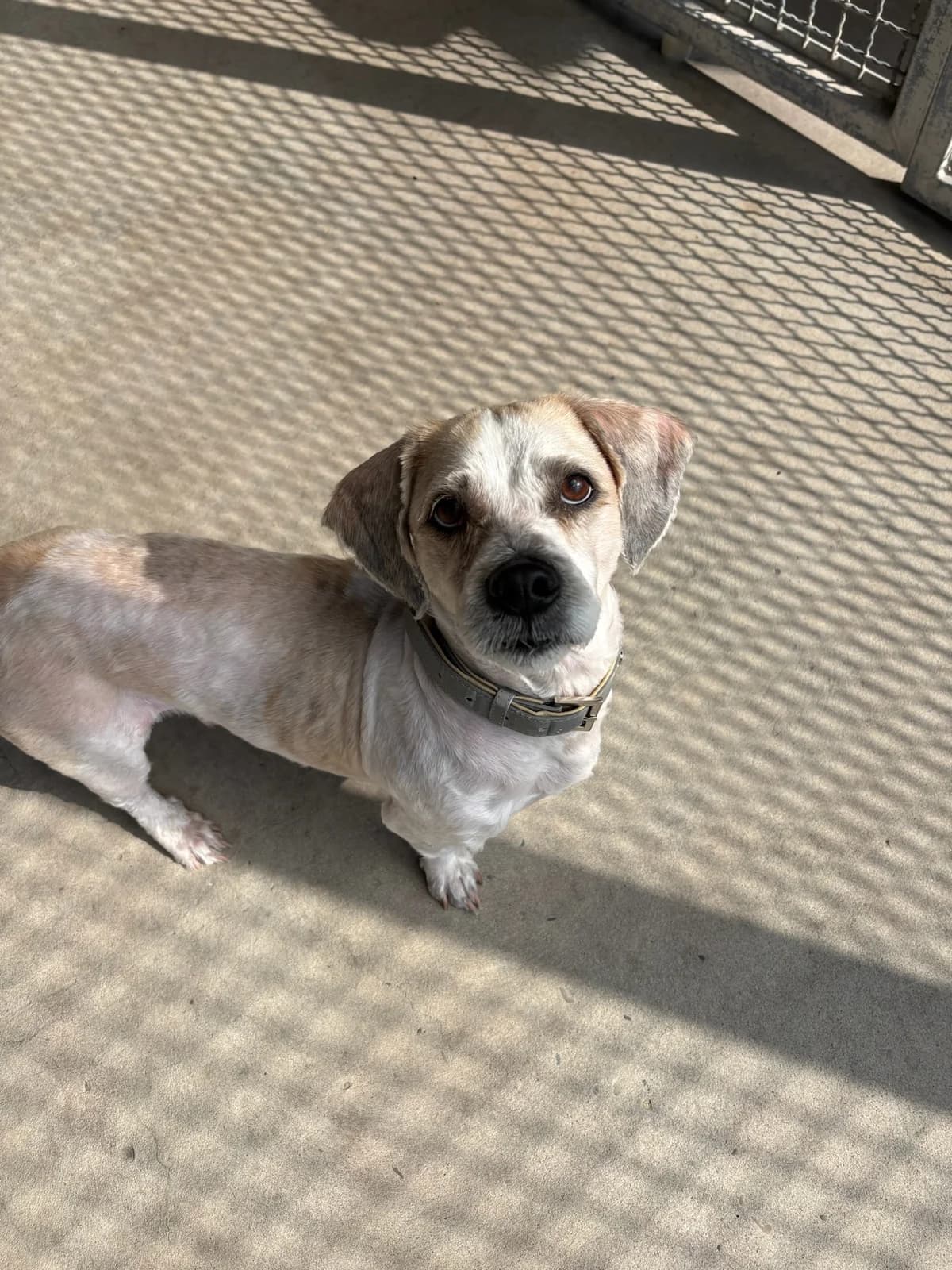 Archy, white male Mixed Breed for adoption at Tierheim Augsburg, Augsburg — photo 3 of 3