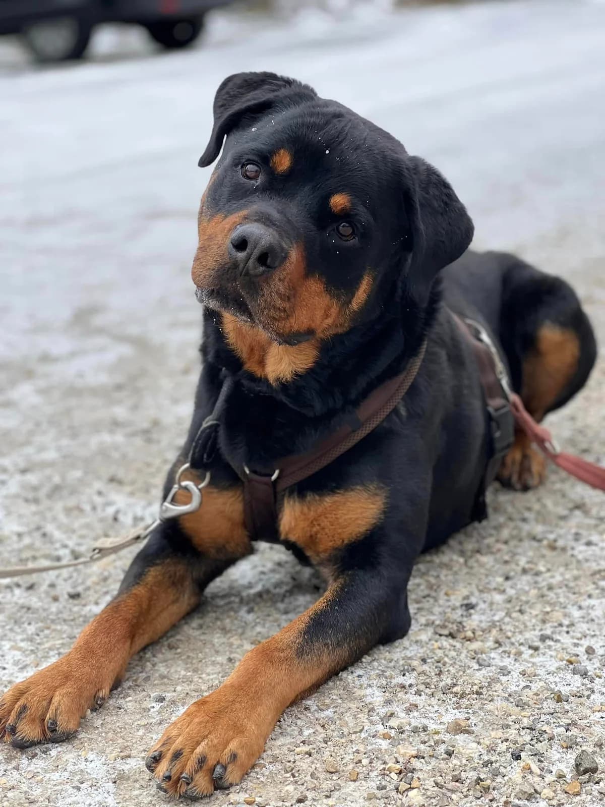 Arni, male senior Rottweiler for adoption at Tierheim Paderborn, Paderborn