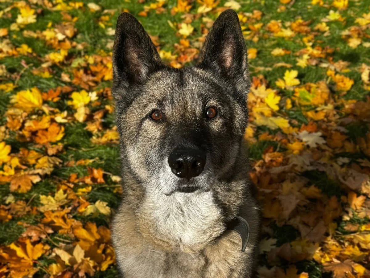 Aron,  German Shepherd for adoption at Tierheim Halle, Halle