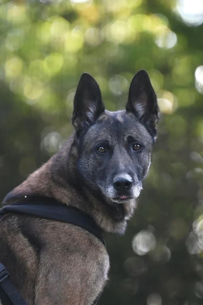 Asko, male 7yo Mixed Breed for adoption at Tierheim Siegen, Siegen