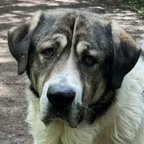 Aslan, male 4yo mixed breed for adoption at Tierheim Köln, Cologne