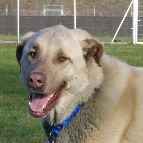 Athena, female mixed breed for adoption at Tierheim Hannover, Hannover