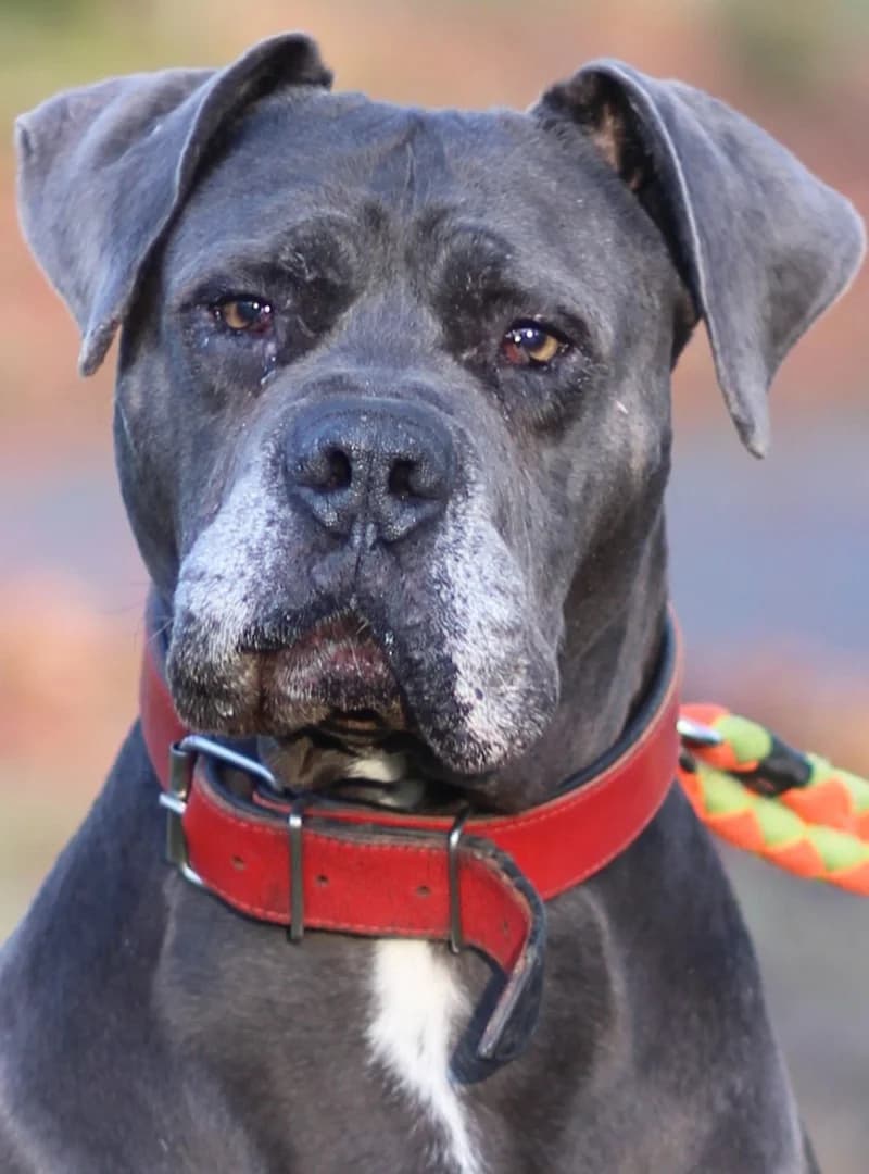 Atilla, female Cane Corso for adoption at Tierheim Schlage
