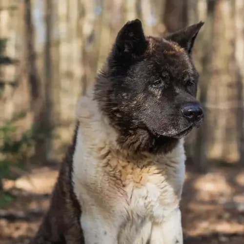 Attila (Zuhause und Paten gesucht), Akita (Tierheim Köln)