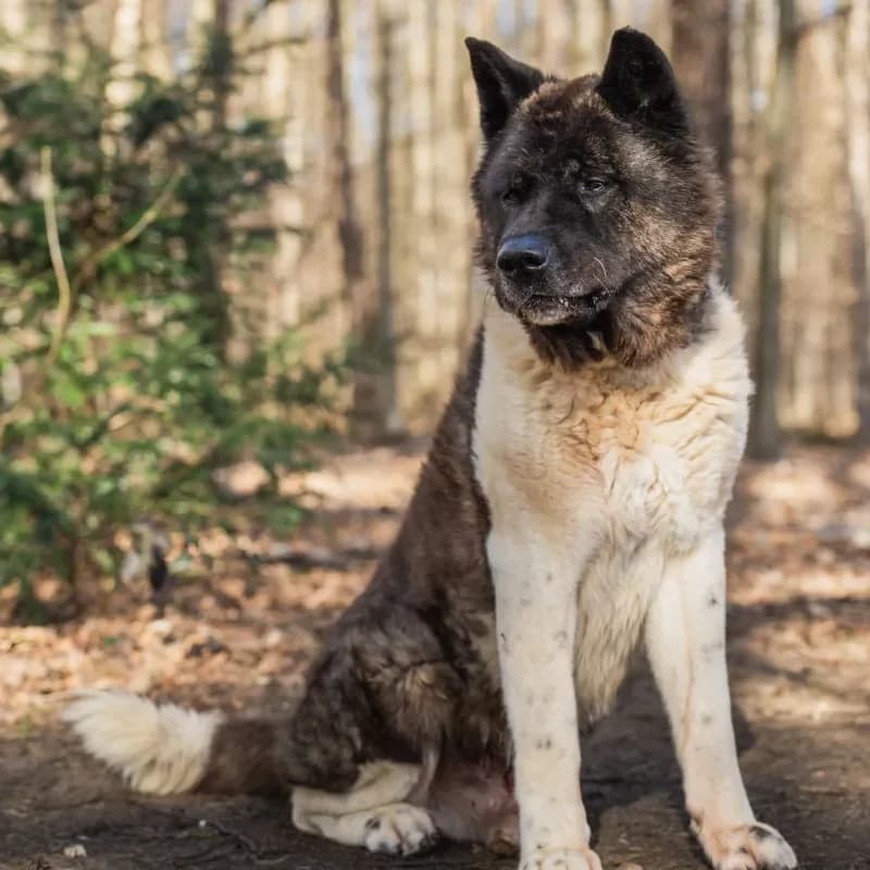 Attila (Zuhause und Paten gesucht) photo 5