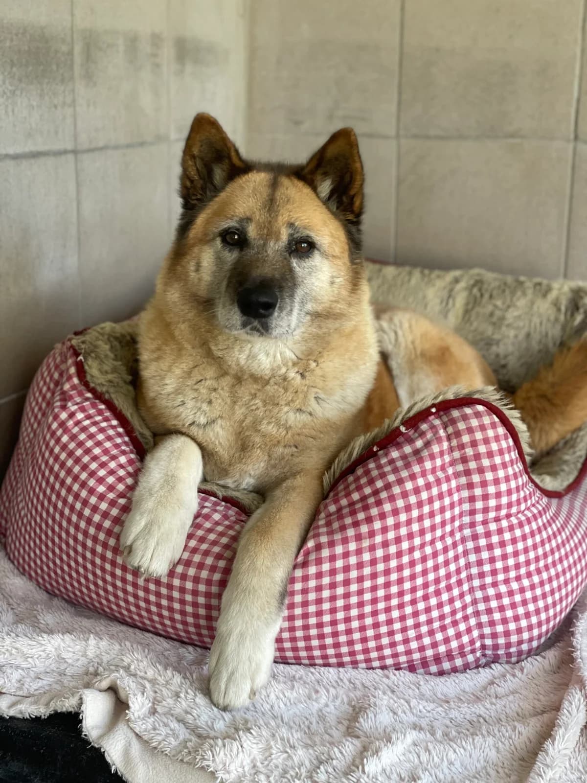 Aziza, female senior Mixed Breed for adoption at Tierheim Augsburg, Augsburg