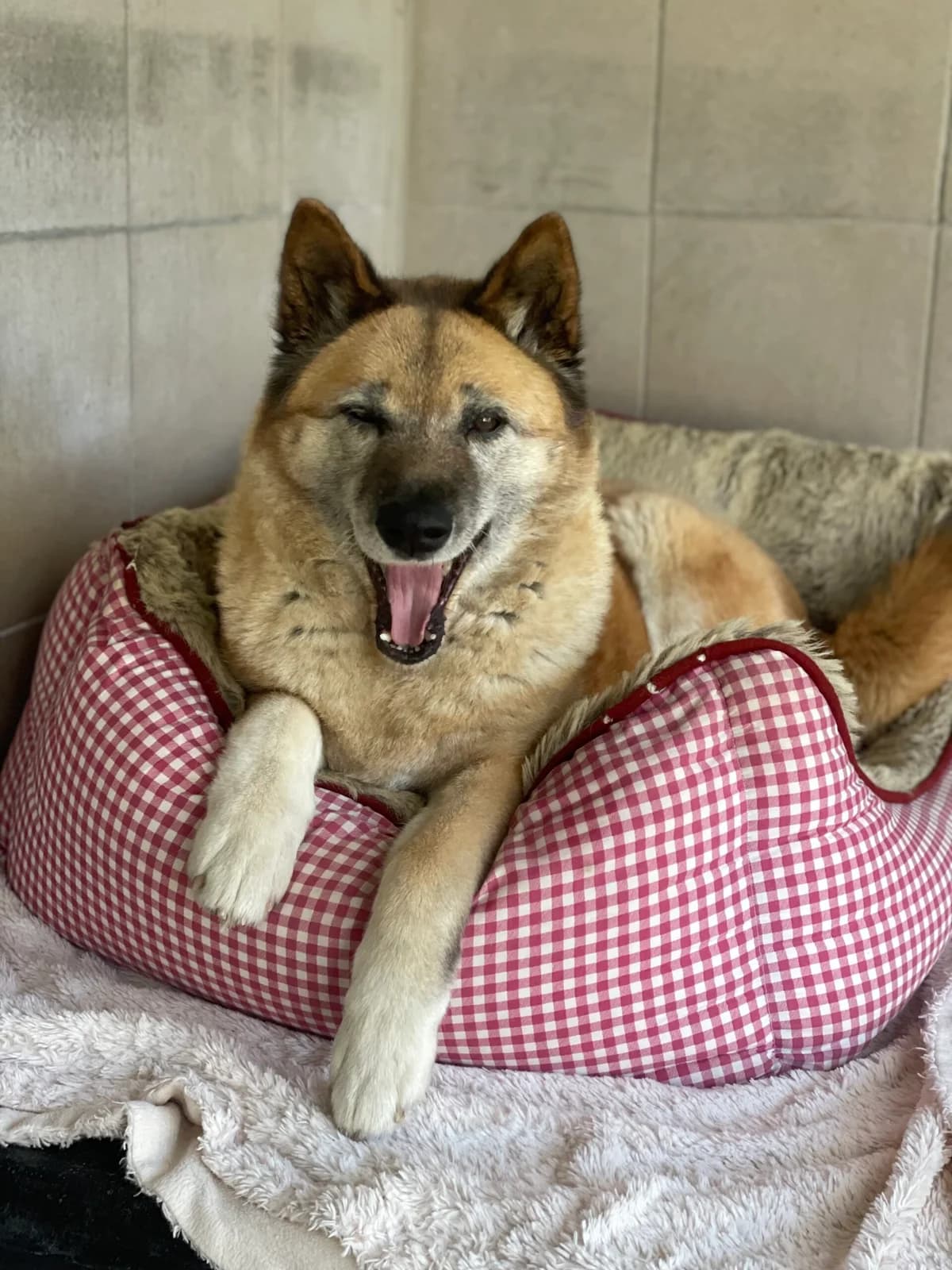 Aziza, female Mixed Breed for adoption at Tierheim Augsburg, Augsburg — photo 2 of 6