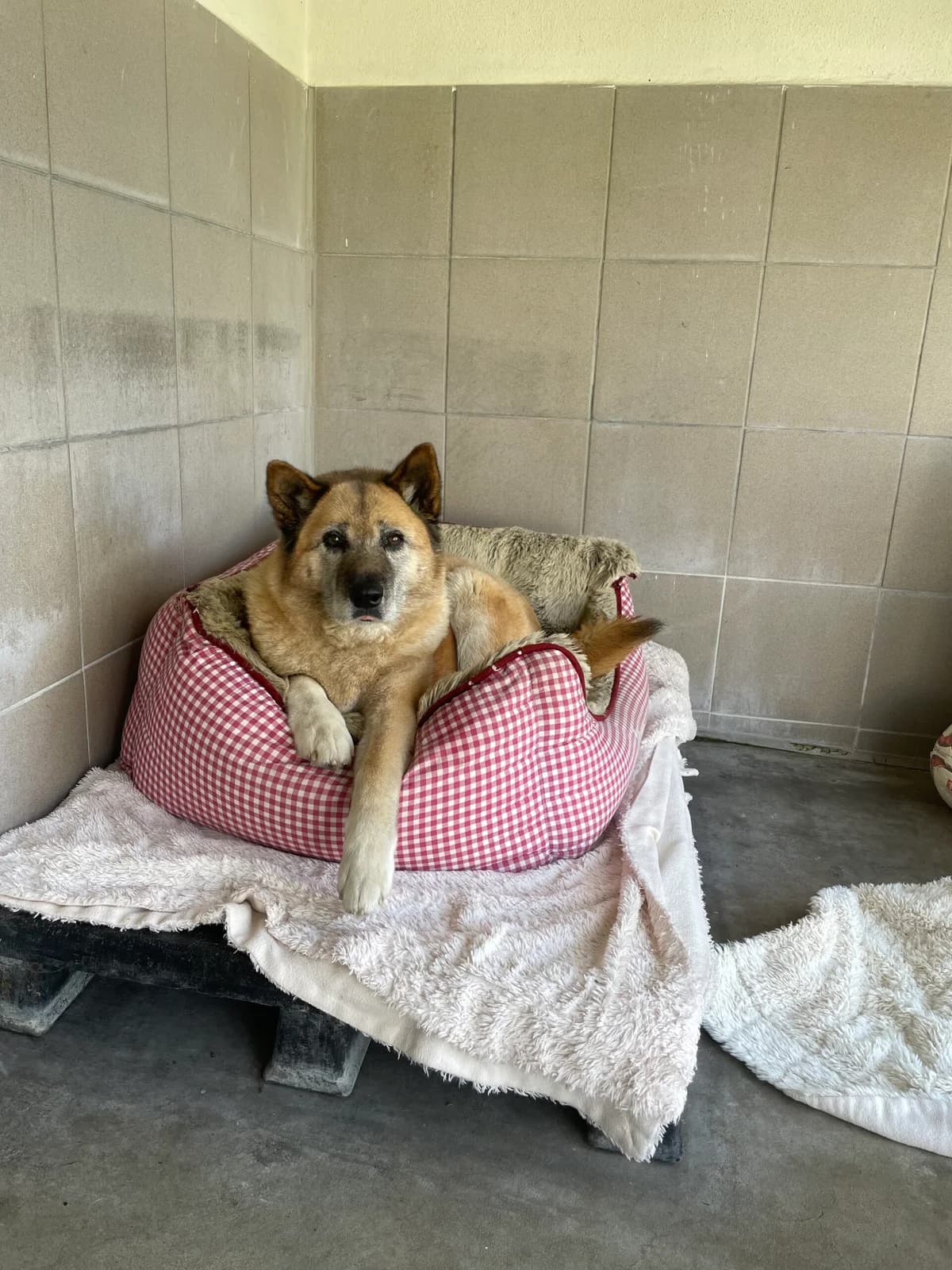 Aziza, female Mixed Breed for adoption at Tierheim Augsburg, Augsburg — photo 3 of 6