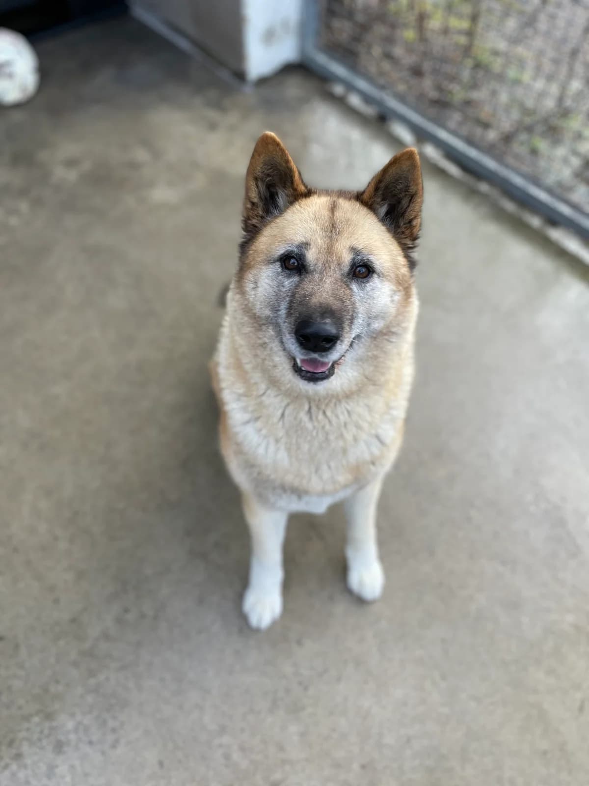 Aziza, female Mixed Breed for adoption at Tierheim Augsburg, Augsburg — photo 4 of 6