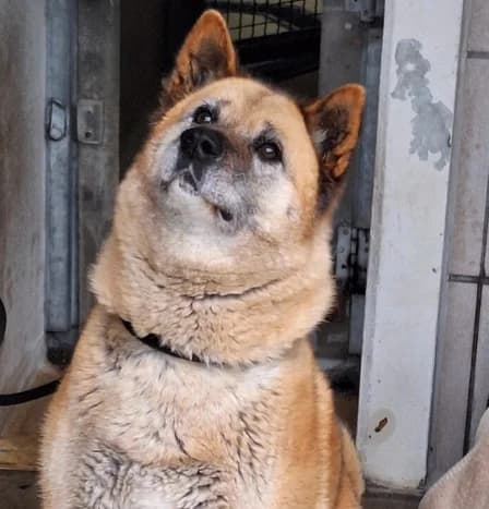 Aziza, female Mixed Breed for adoption at Tierheim Augsburg, Augsburg — photo 5 of 6