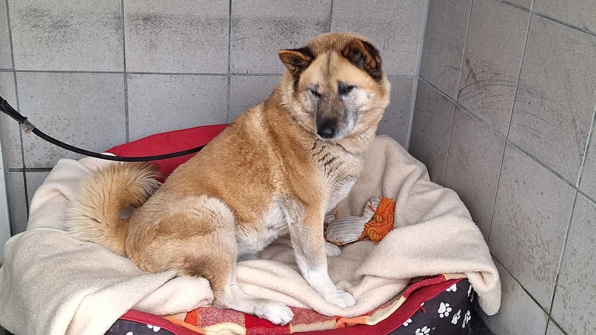 Aziza, female Mixed Breed for adoption at Tierheim Augsburg, Augsburg — photo 6 of 6