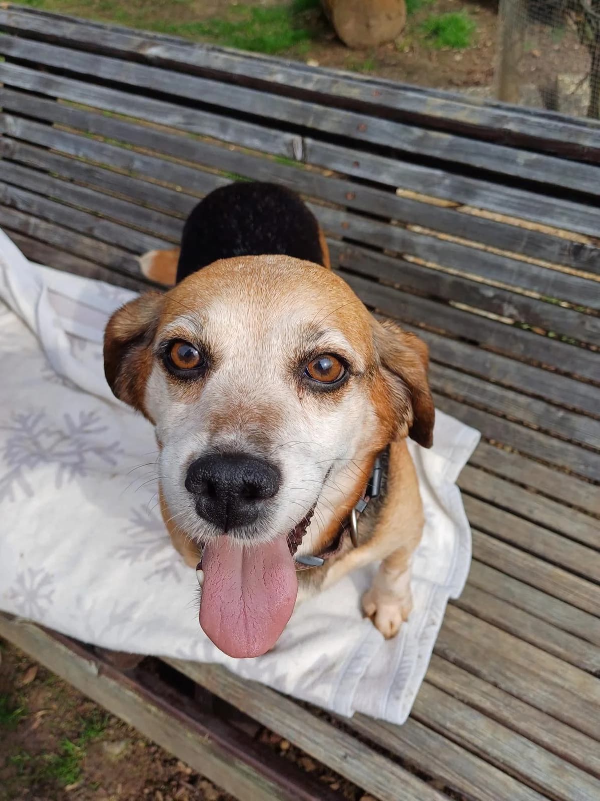 Neele, female Beagle for adoption at Tierheim Regensburg, Regensburg