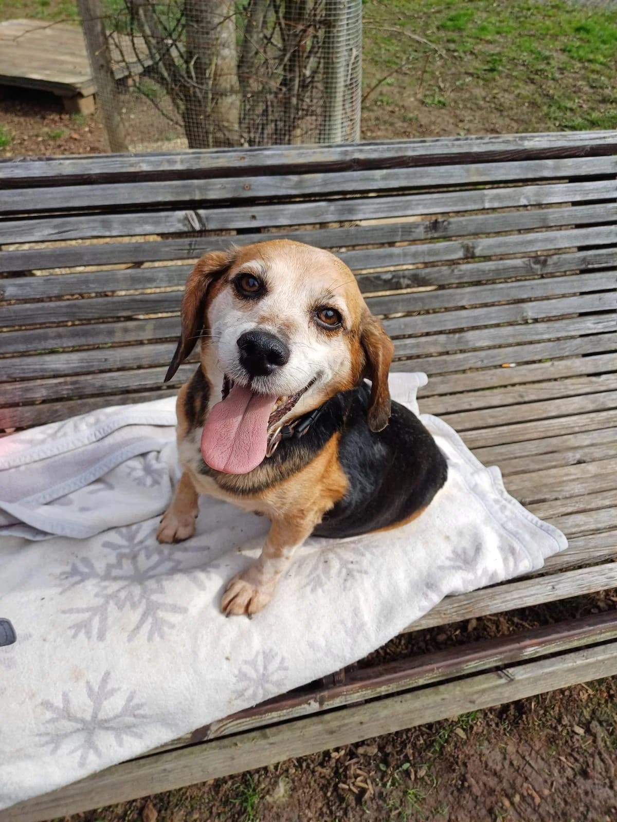 Neele, brown and white female Beagle for adoption at Tierheim Regensburg, Regensburg — photo 2 of 2