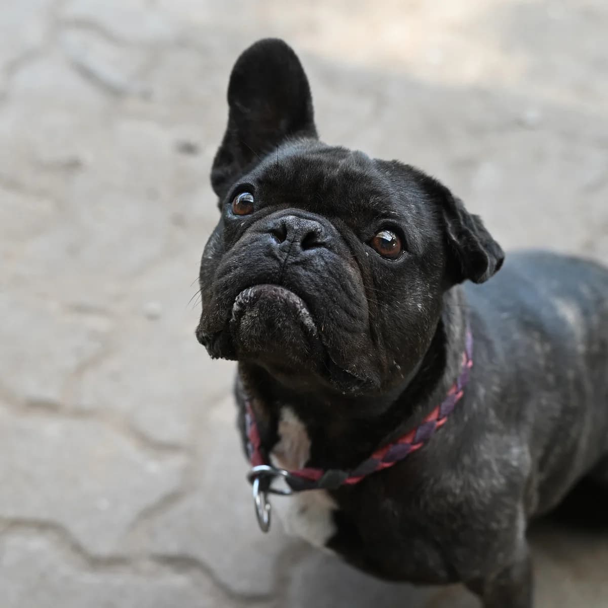 Balou, male French Bulldog for adoption at Tierheim Hannover, Hannover
