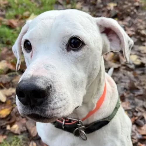 Balu, male 7yo Dogo Argentino for adoption at Tierheim Köln, Cologne