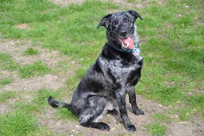 Balu, 5yo Labrador Retriever for adoption at Tierheim Paderborn, Paderborn