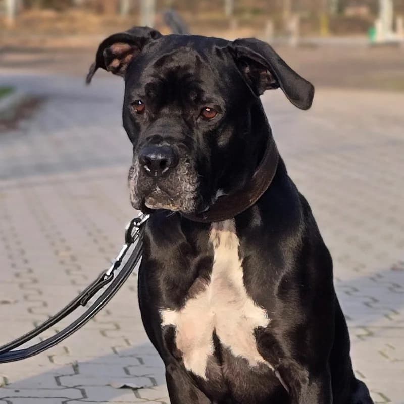 Bambi, female Pit Bull Terrier for adoption at Tierheim Hannover, Hannover