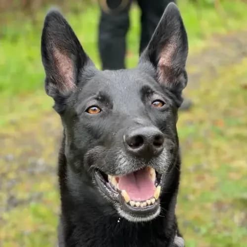 Baaron (im bmt-Tierheim Frankenau), male senior German Shepherd for adoption at Tierheim Köln, Cologne