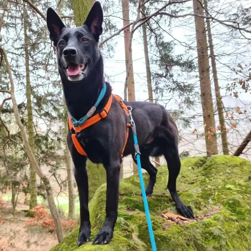 Baaron (im bmt-Tierheim Frankenau) photo 3