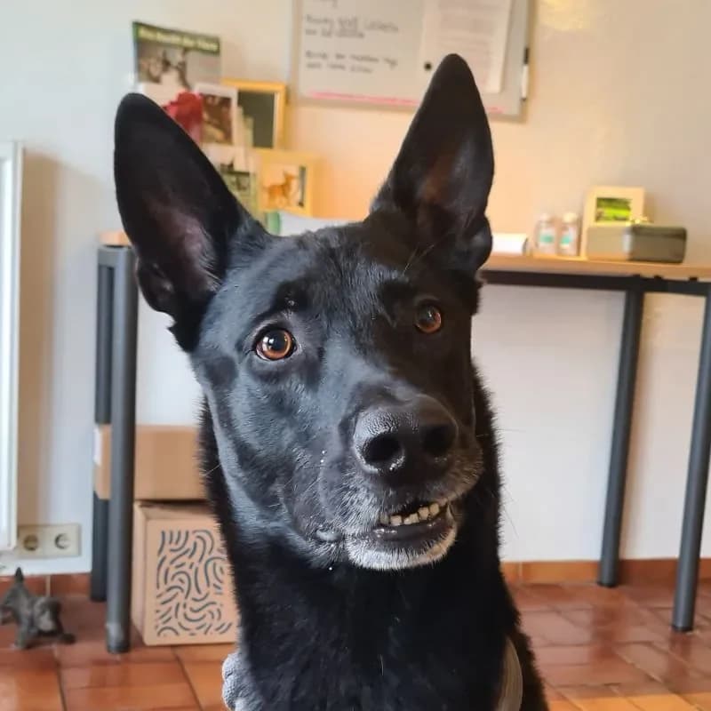 Baaron (im bmt-Tierheim Frankenau) photo 4