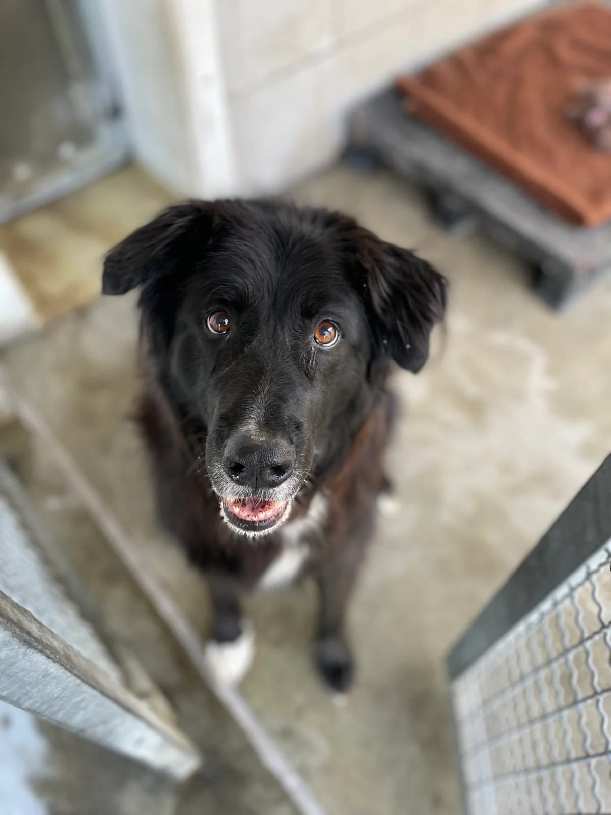 Barrack, male senior mixed breed for adoption at Tierheim Augsburg, Augsburg