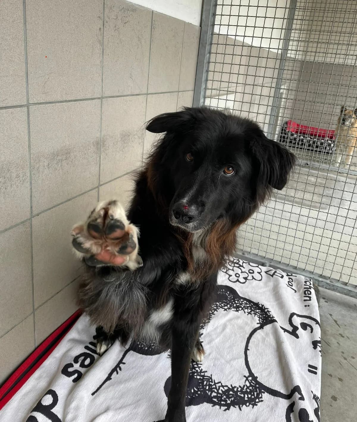 Barrack, black male mixed breed for adoption at Tierheim Augsburg, Augsburg — photo 2 of 5